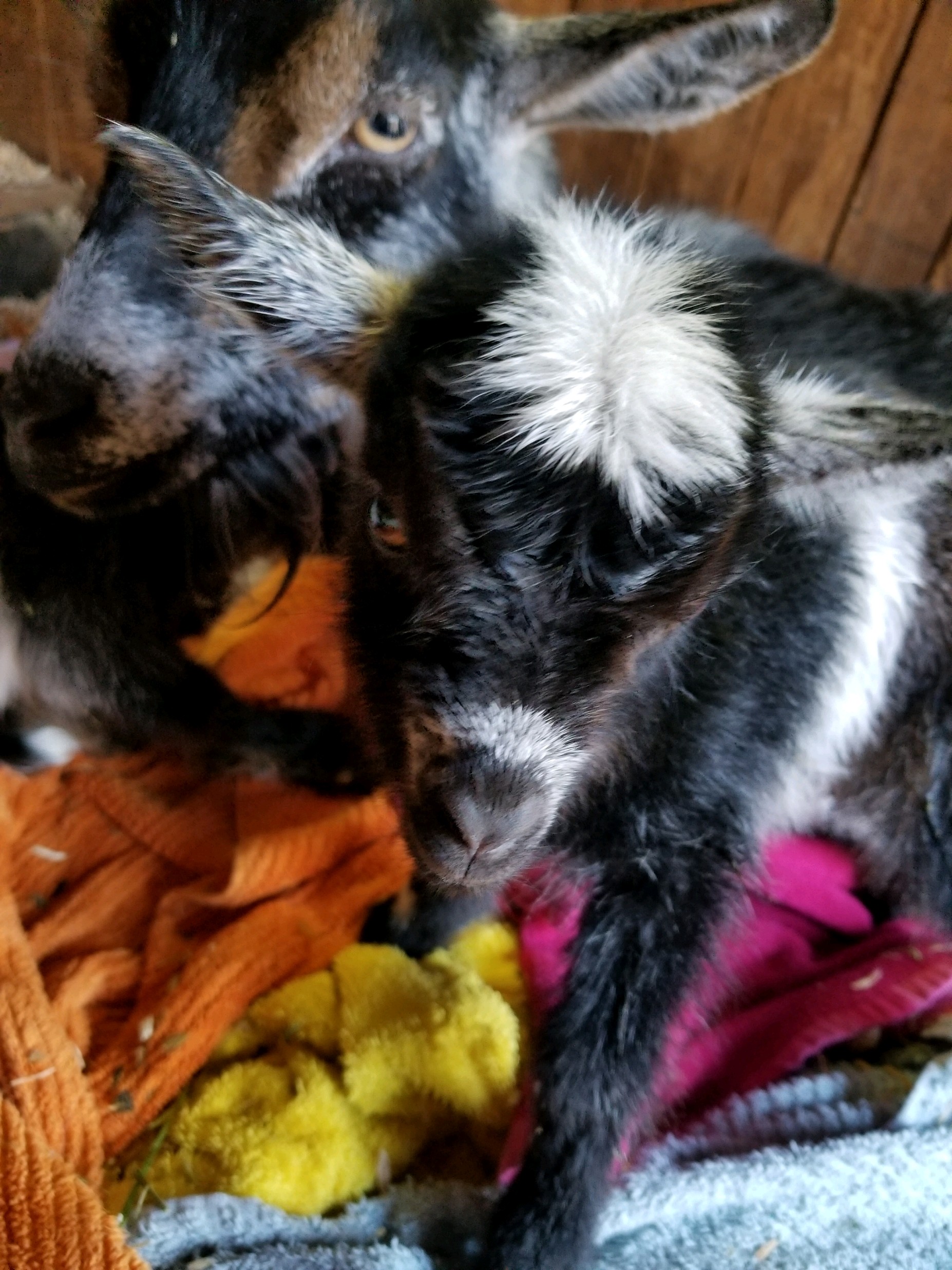 baby goats after being born at the gold king mine and ghost town in jerome arizona