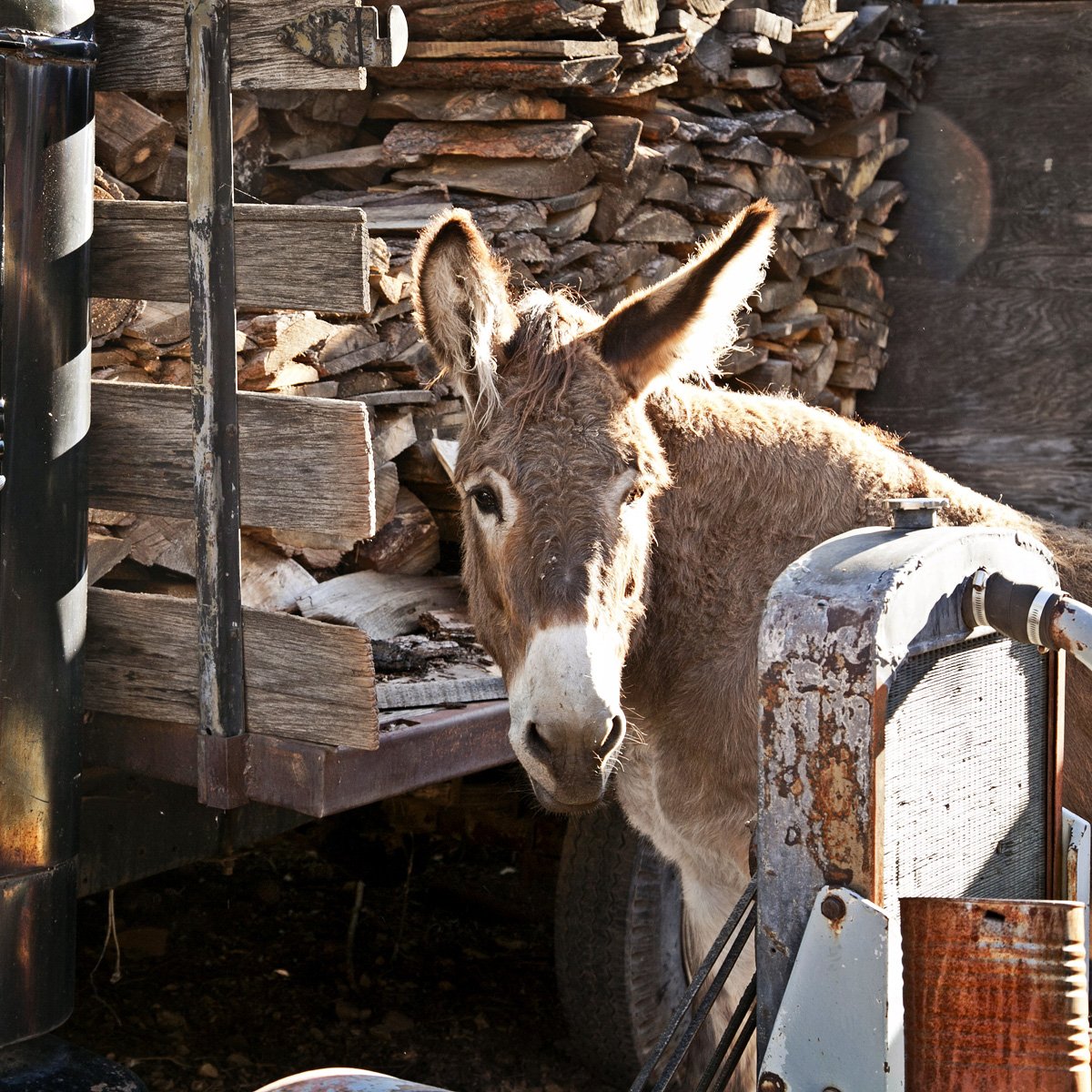 Pedro at the gold king mine and ghost town in jerome az