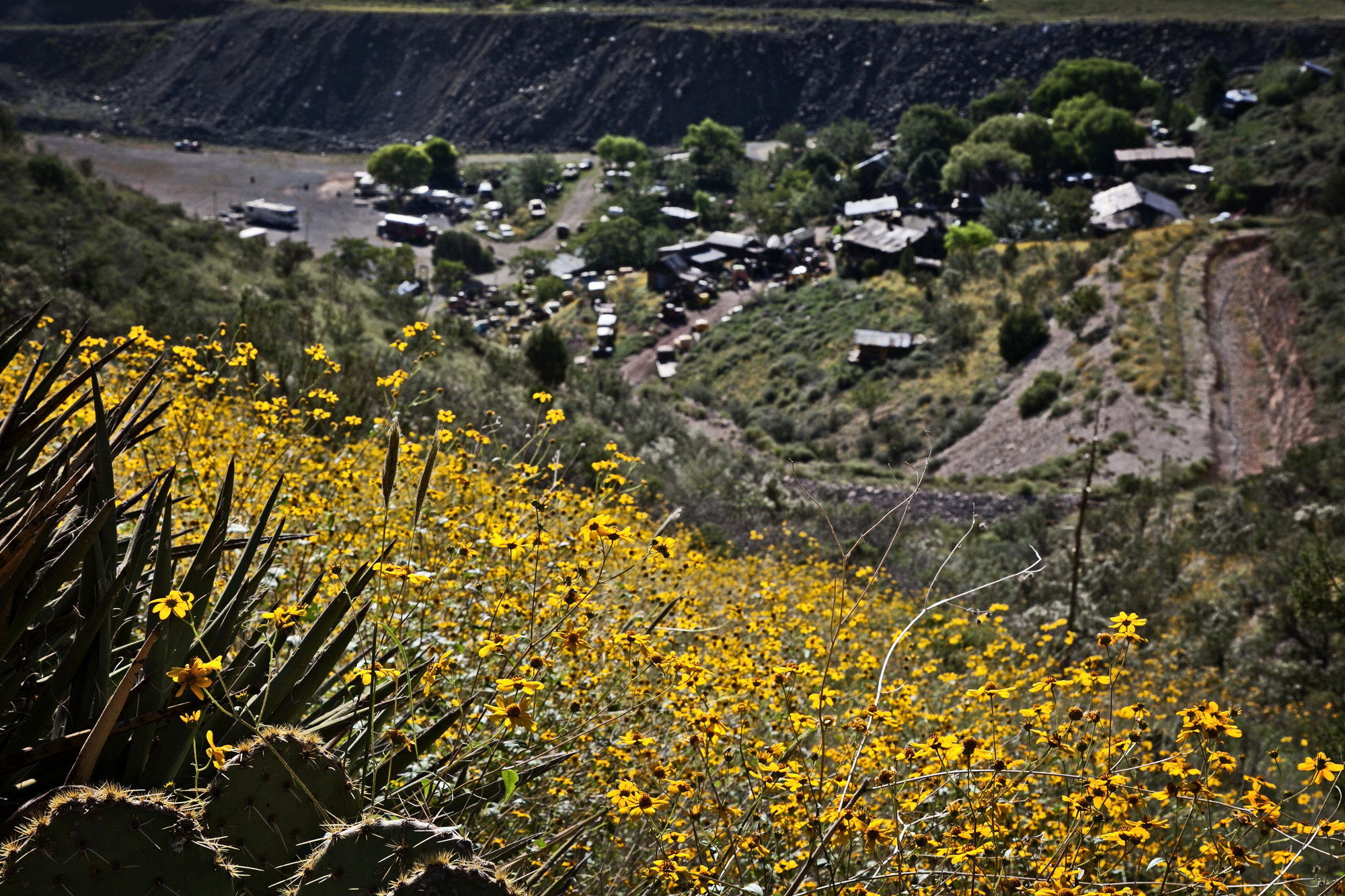 wildflowers bloom along the edge of Perkinsville Road above the gold king mine ghost town