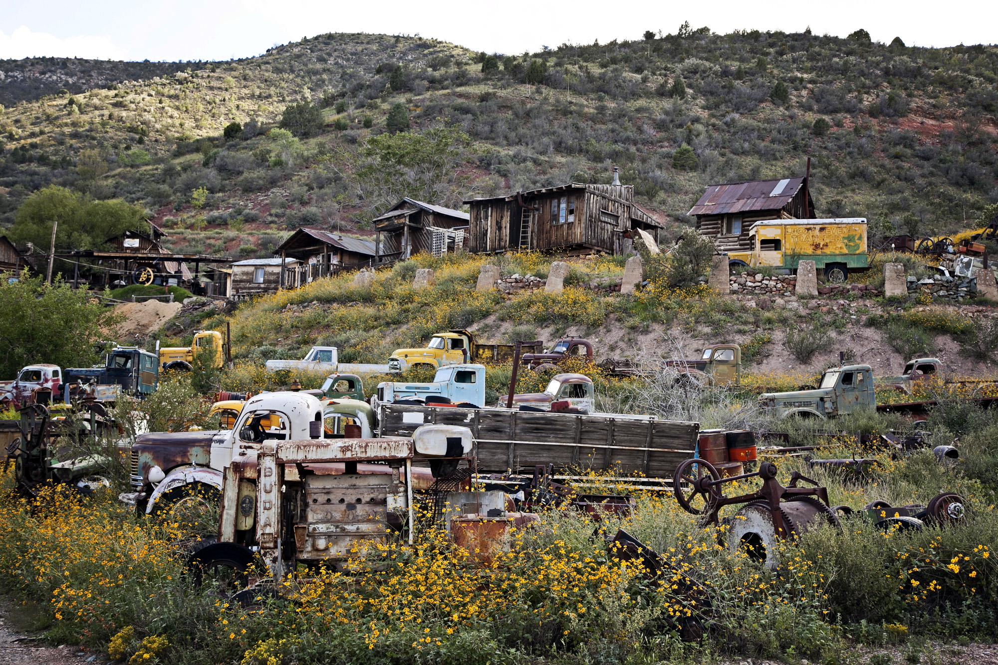 old trucks in a field of wildflowers